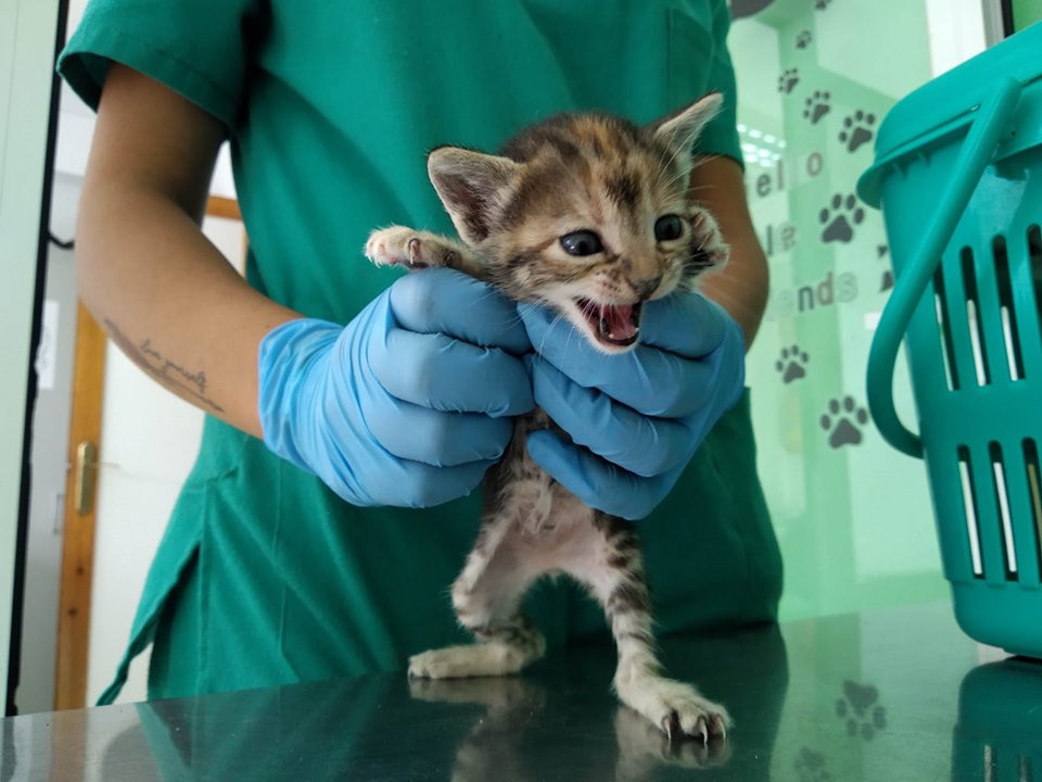 SevenLivesAlmer's tweet image. Están en perrera de #Almería , son muy pequeños. Rogamos #adopcion para ellos . 
El horario es de L-S 9.00 a 13.30 y los viernes abren por la tarde. El correo es centrozoosanitario@aytoalmeria.es
950 268531
Adopción es un acto de humanidad y compasión que salva vidas #SOS #adopta