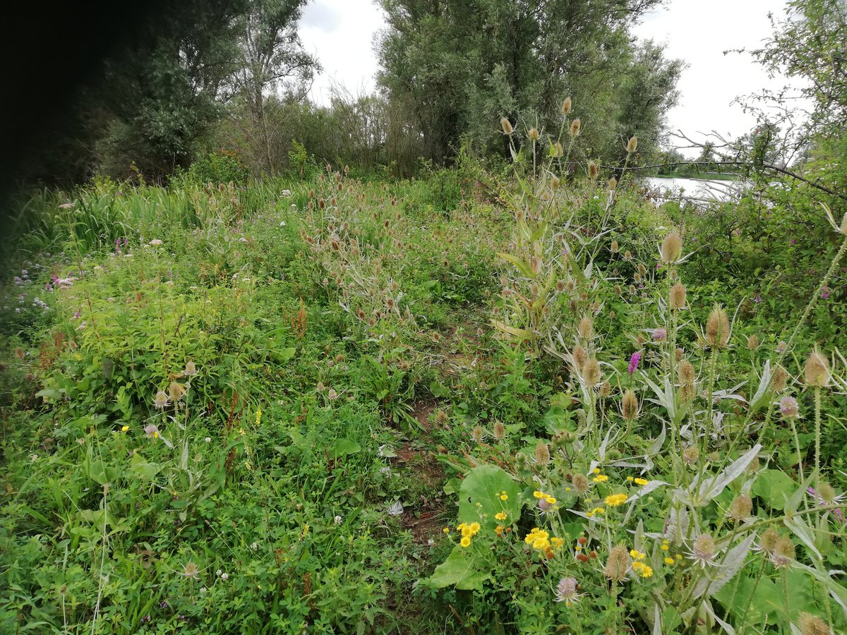Pont Gorinchem-Woudrichem, slenteren door vestingstadjes voetveer naar #Munnikenland: heerlijke struinnatuur met #SlotLoevestein in de verte,goed voor een paar uur #alleenopdewereld in een zee van bloemen. Ook #NLDelta! #independentexplorer