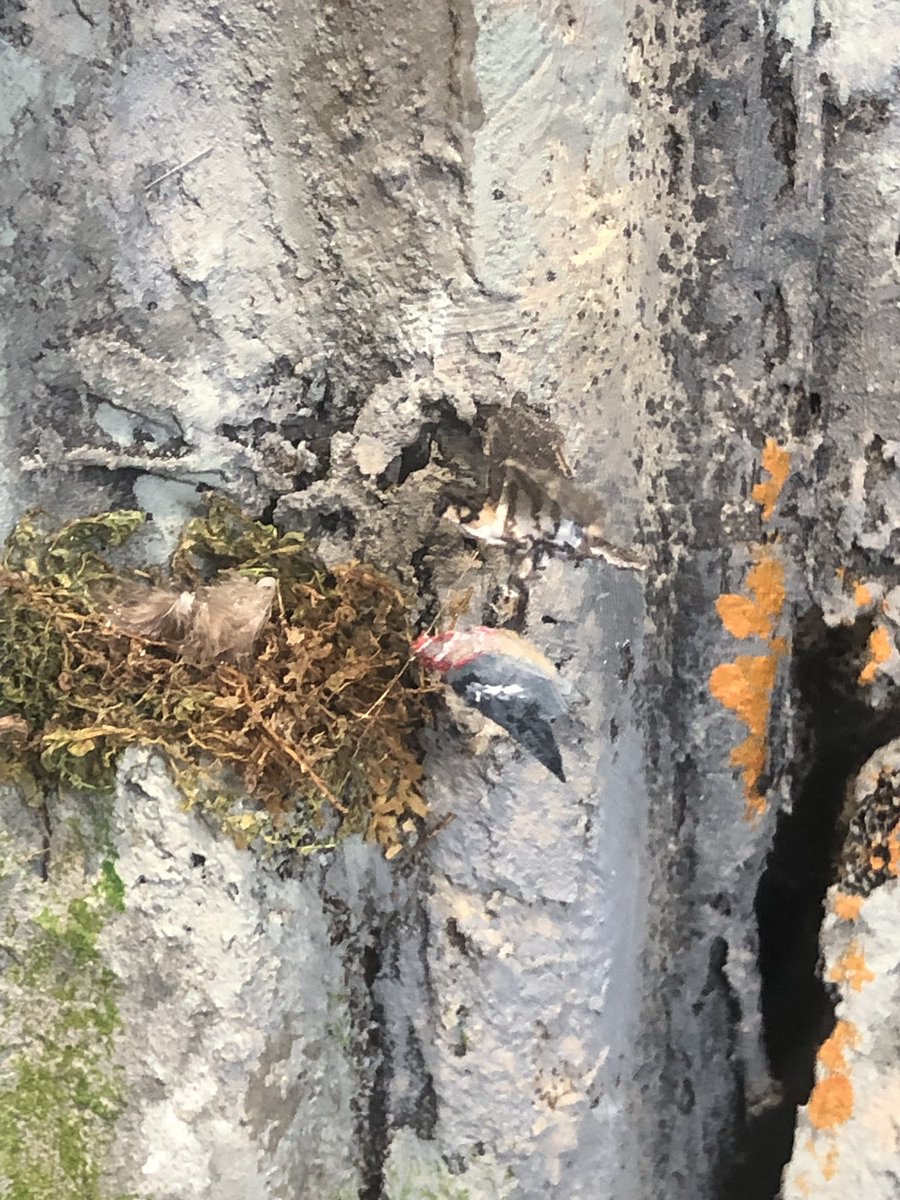 Model of @macgeopark showing exquisite attention to detail with #peregrinefalcon and eyrie #canyouseeit with @UlsterWildlife @theCANNproject @Buzz_dont_tweet