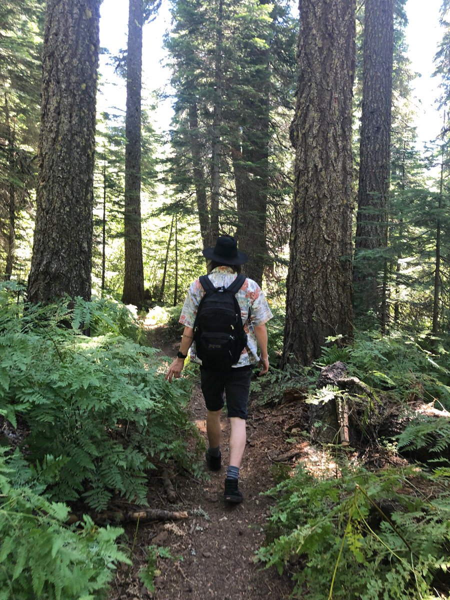 jillsh3's tweet photo. #PlumasCountyBotany #CornLily #CowParsnip #WoodFern #SugarPine #RedBeltedConk #CaliforniaGoldenrod π«πβπ» https://t.co/O8ahlIVT3l
