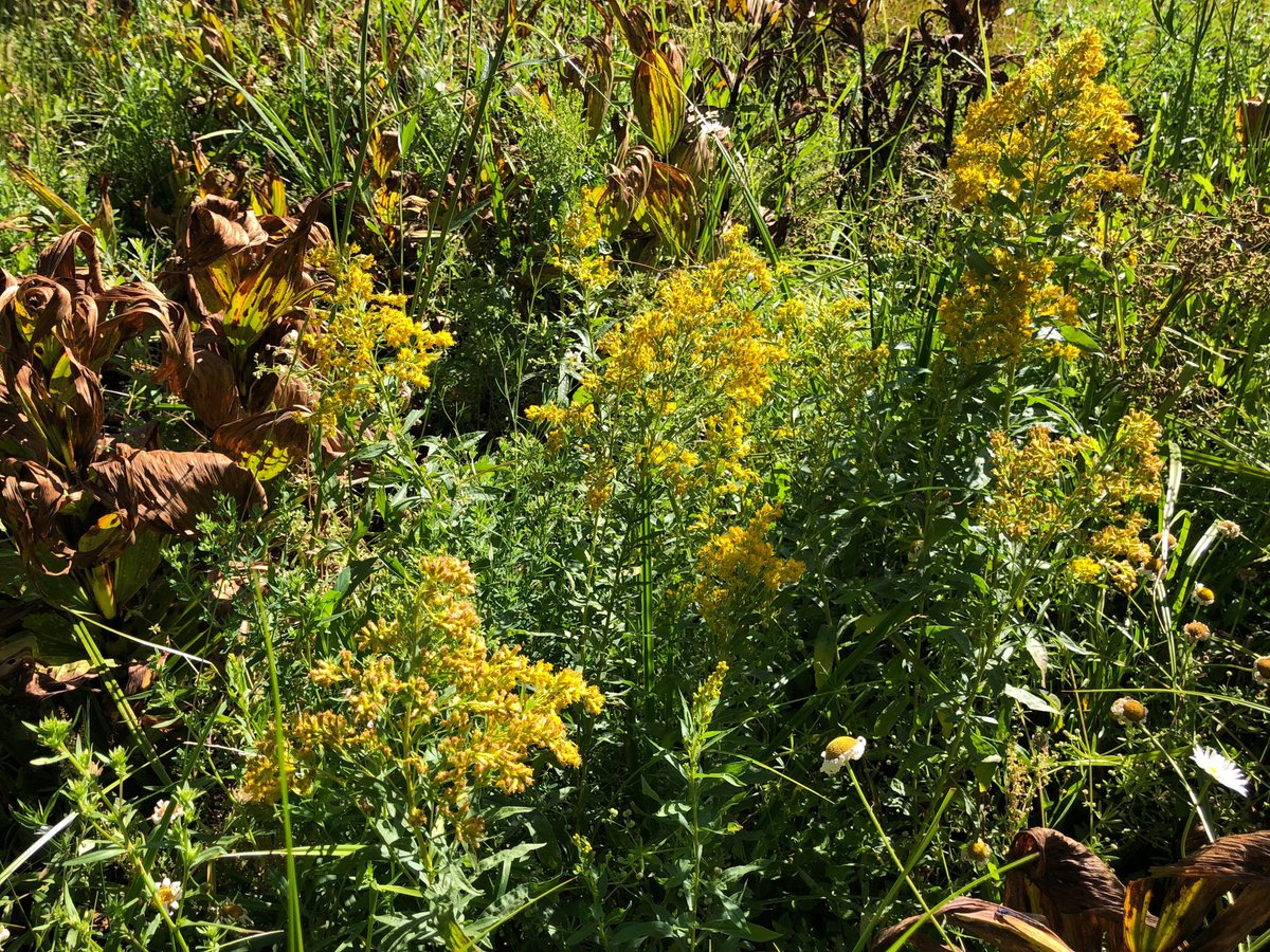 jillsh3's tweet photo. #PlumasCountyBotany #CornLily #CowParsnip #WoodFern #SugarPine #RedBeltedConk #CaliforniaGoldenrod π«πβπ» https://t.co/O8ahlIVT3l