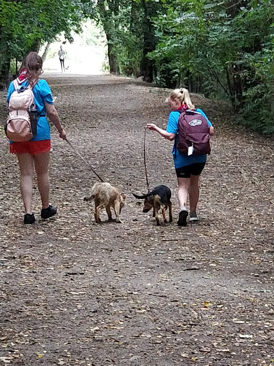 FTSTlildwarfs's tweet photo. Animal sidekicks, community service with a twist (at the Bratislava Dog Shelter) #plottwist10 @GGMidsFTST @GGWarwickshire @GirlguidingMids @girlguiding https://t.co/zrYvI70zUJ