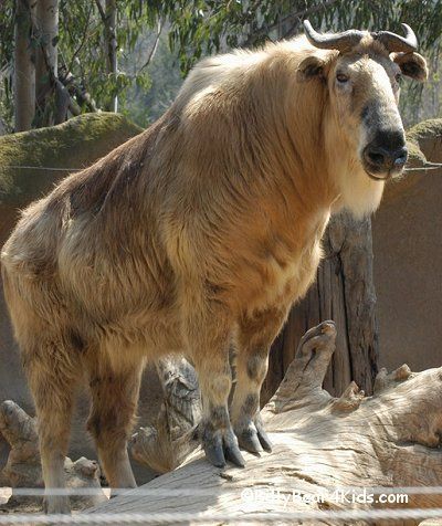 Nigerian dwarf goat-->mountain goat-->takin