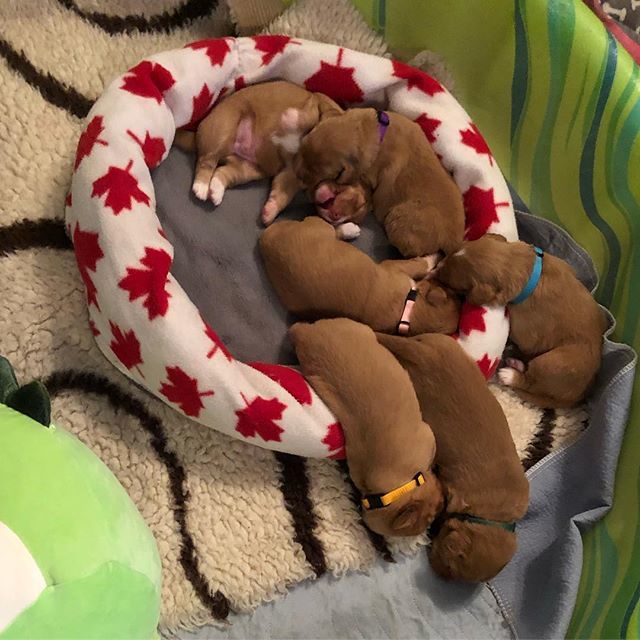 daintreetollers's tweet photo. Day 13- figuring out how to use a dog bed is going ok... Raised with love in the home. Health warrantied, kennel club registered, vet checked, champion lines. #daintreefamily#happyplace #newborns #healthyhappydogs #daintreeducktollers #daintreebacktothe8… https://t.co/hwQBjWqsKX https://t.co/nudPAp04p7