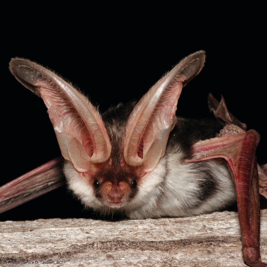 Poodle moth-->spotted bat