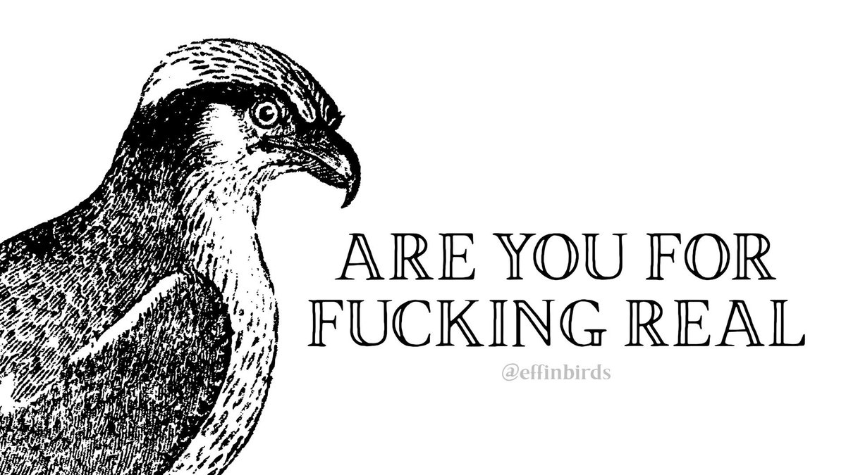EffinBirds's tweet photo. https://t.co/F98D98orB2
