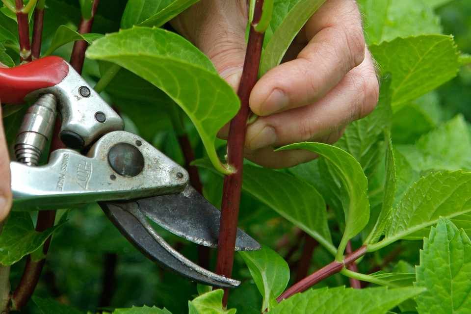 BBC Gardeners' World Mag tweet media