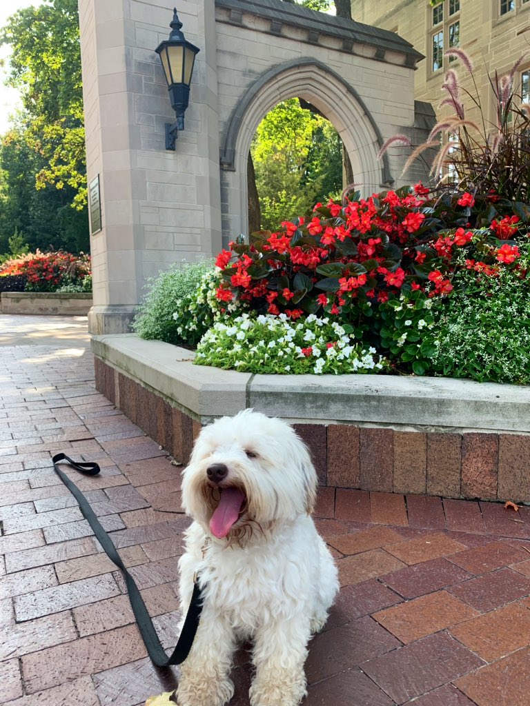 coachtaymac's tweet photo. An #IU campus tour is only complete after a stop at the #SampleGates, a visit with Herman and a good 🐿 chase! https://t.co/hmLpzkigJ1