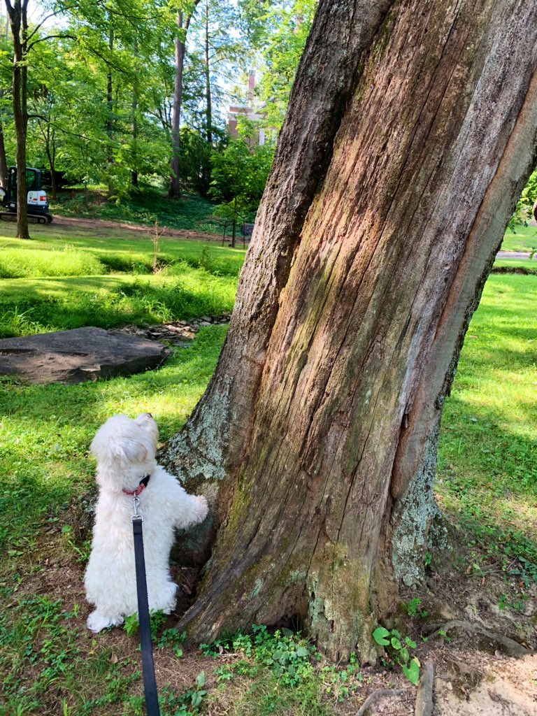 coachtaymac's tweet photo. An #IU campus tour is only complete after a stop at the #SampleGates, a visit with Herman and a good 🐿 chase! https://t.co/hmLpzkigJ1