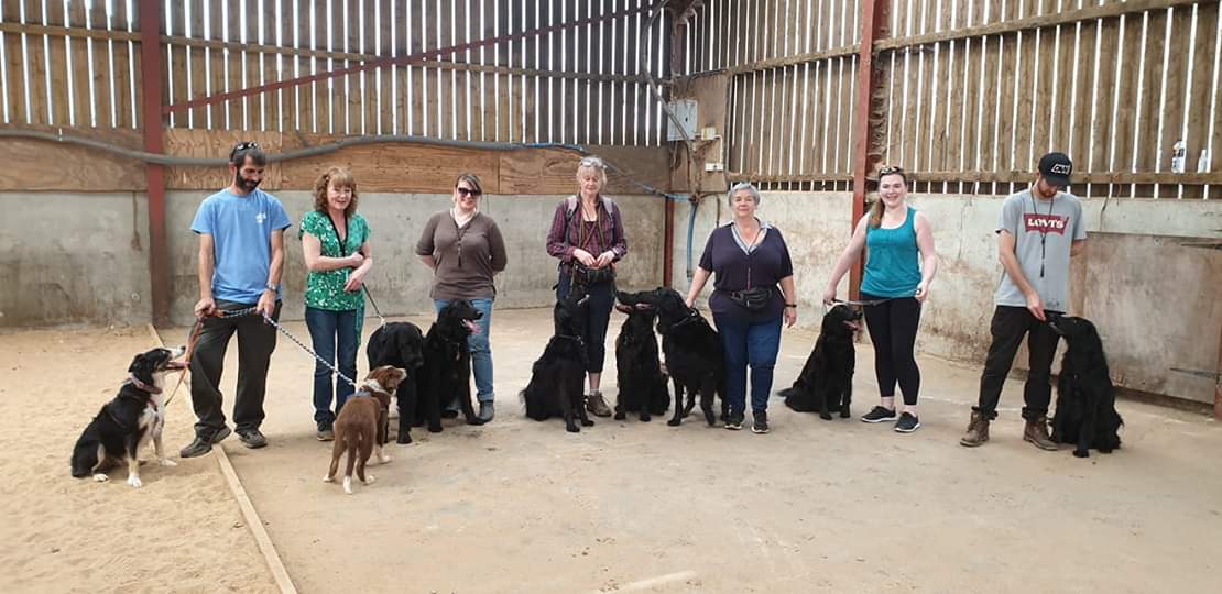 pawfectlyplus's tweet photo. I think doggy birthday parties are my new favourite social gathering...

#doggybirthdaybash #OnyxTurnsTwo #dogsoftwitter #barkday https://t.co/pbuwFKmzQz