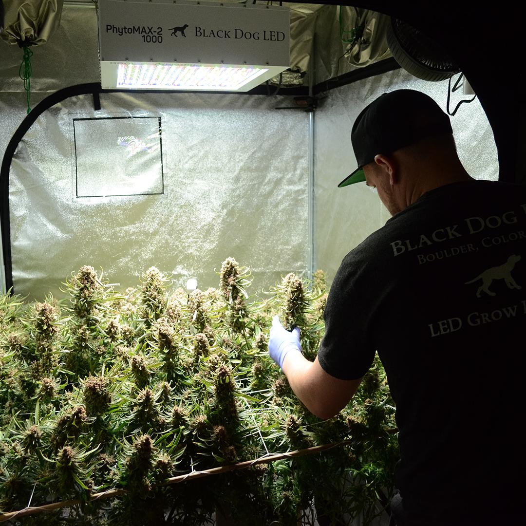 BlackDogLED's tweet photo. Check out the Grow Along Series on our Youtube channel! https://t.co/6w7xIwFhAX We demonstrate growing Cannabis plants of various stages in our Complete Grow Kits. Subscribe to see new episodes!
________________________________________
#blackdogled #phytomax #phytomax2 https://t.co/0yyQCuiI3w