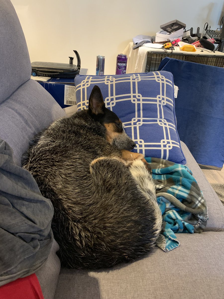 CartridgeBros's tweet photo. Ok that’s my morning complete.
✅Walked Shadow
✅Put laundry in
✅Cleaned my space
✅Had a nice lunch
Now it’s time for blood and fire! Let the #BlackEagles rein of terror begin!!
#GotClass #ExamDay #FireEmblemThreeHouses #HallPass https://t.co/HBSEmELRBM