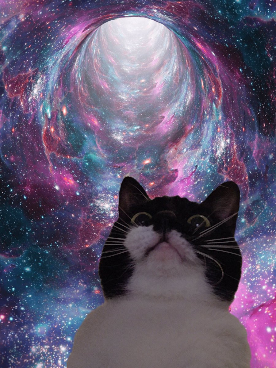 猫のウロコ みんな壁紙にしていいよ 猫のウロコ みんな壁紙にしていいよ