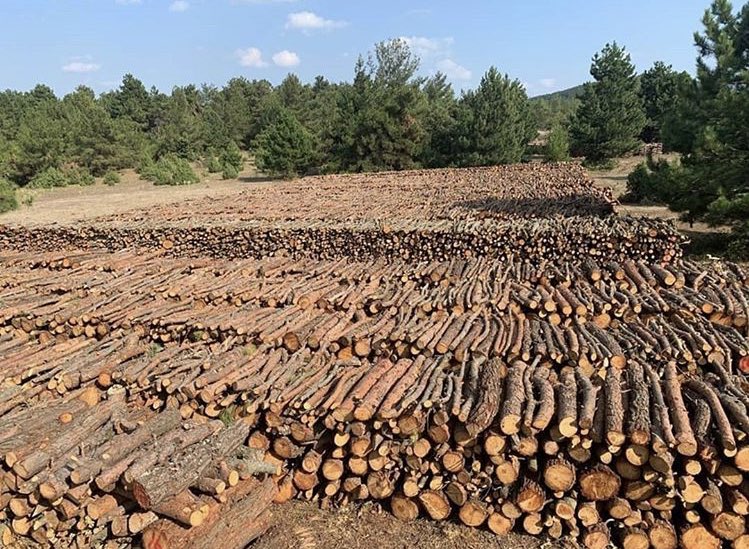 Kaz Dağları’ndaki katliami durdurun! Hemen! #KazdağlarıHepimizin