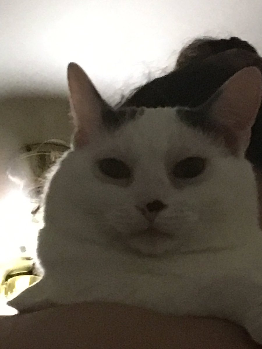 gaycatgiles's tweet photo. DOomed https://t.co/AzHwanFFne