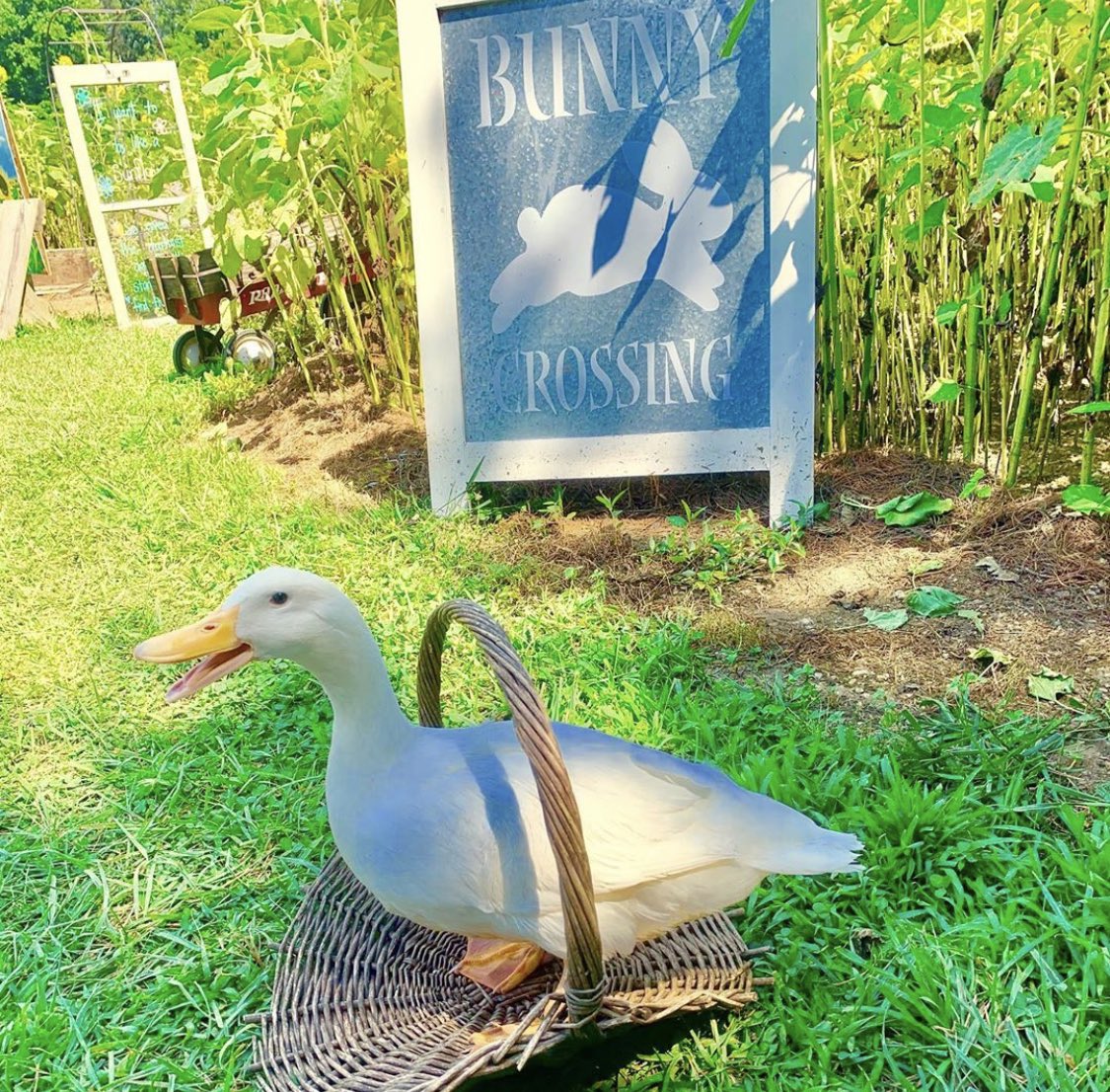 Duck Of The Day tweet media