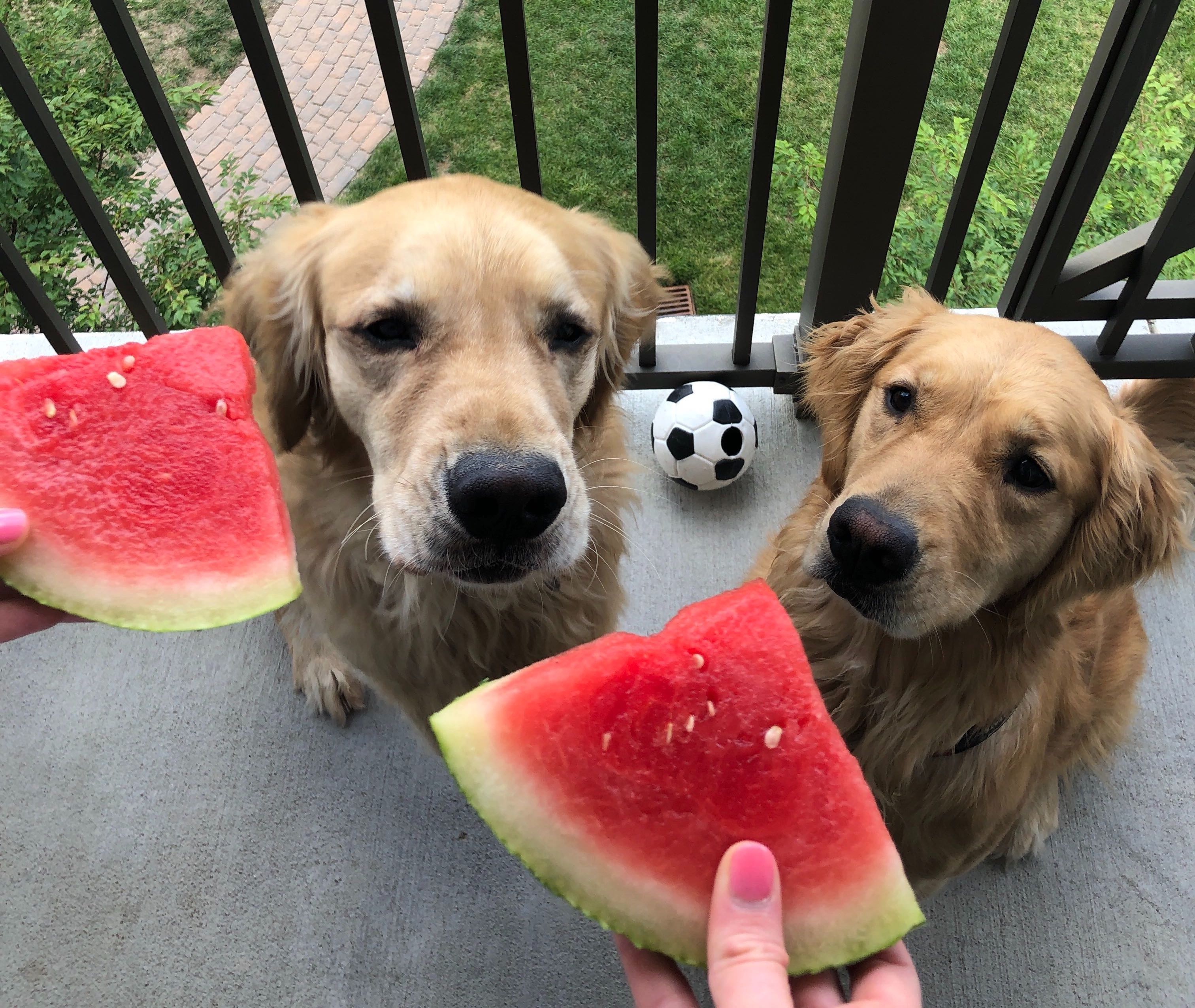 intellektuel Gæstfrihed Frugtbar Docker på Twitter: "Happy #nationalwatermelonday! https://t.co/F09Rah0mcW"  / Twitter