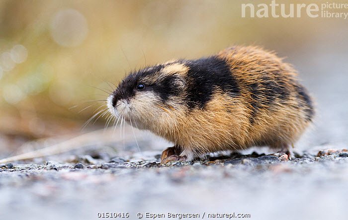 Norwegian lemming-->European hamster-->Malabar giant squirrel