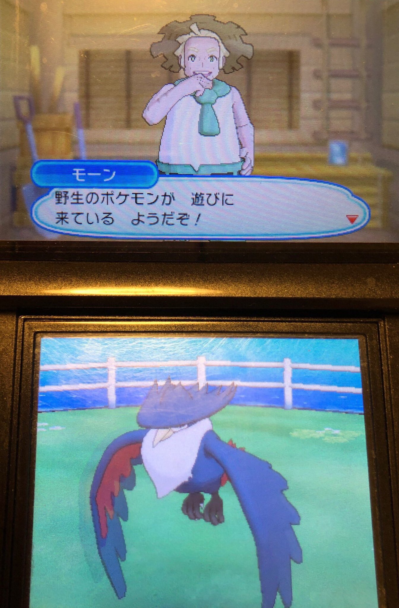 スラヨシ ポケダン空のネタバレしないでね ええええええこうらの化石とヒレのカセキとたてのかせきとでかいきんのたまとおだんごしんじゅが同時にきたあああああああ やっぱりがらつきポケマメ10 にじいろポケマメ1のおかげ