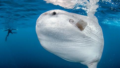 Discus fish-->oceanic sunfish