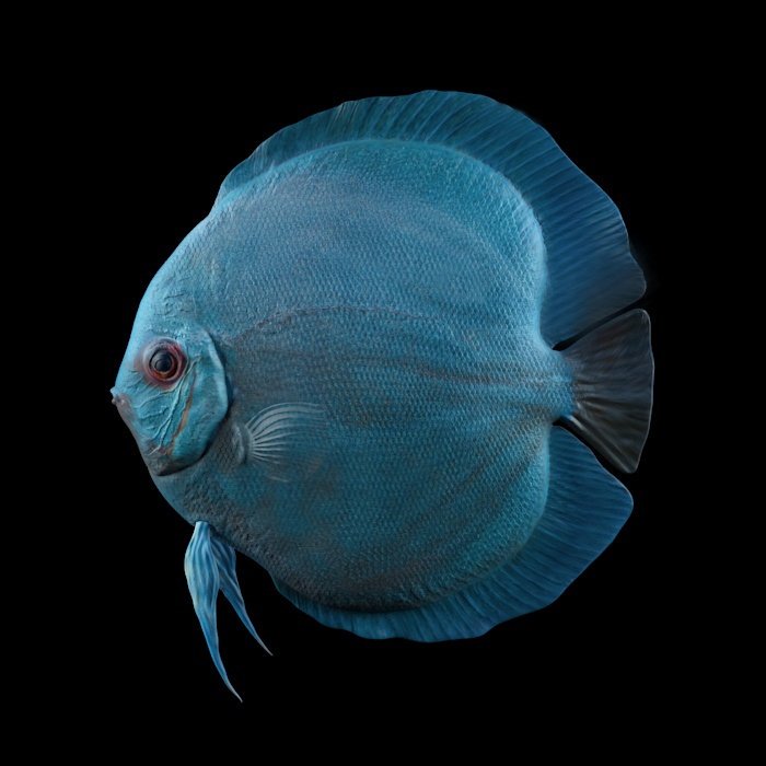 Discus fish-->oceanic sunfish