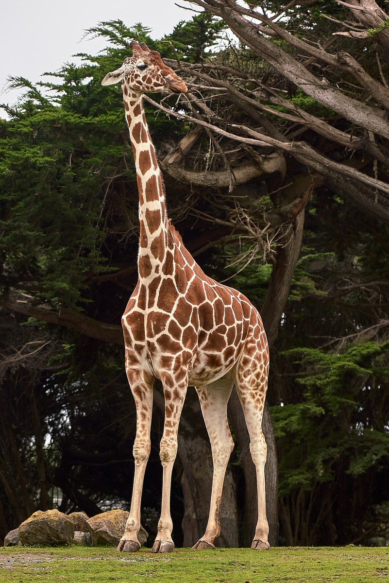 Okapi-->giraffe