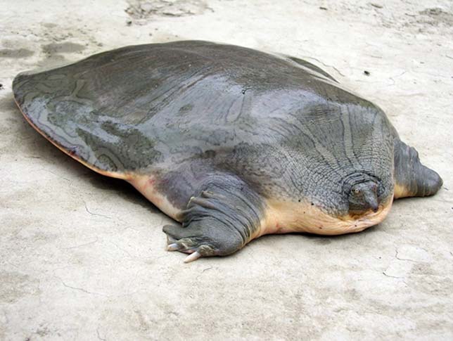 Malayan softshell turtle-->Florida softshell turtle-->Cantor's giant softshell turtle