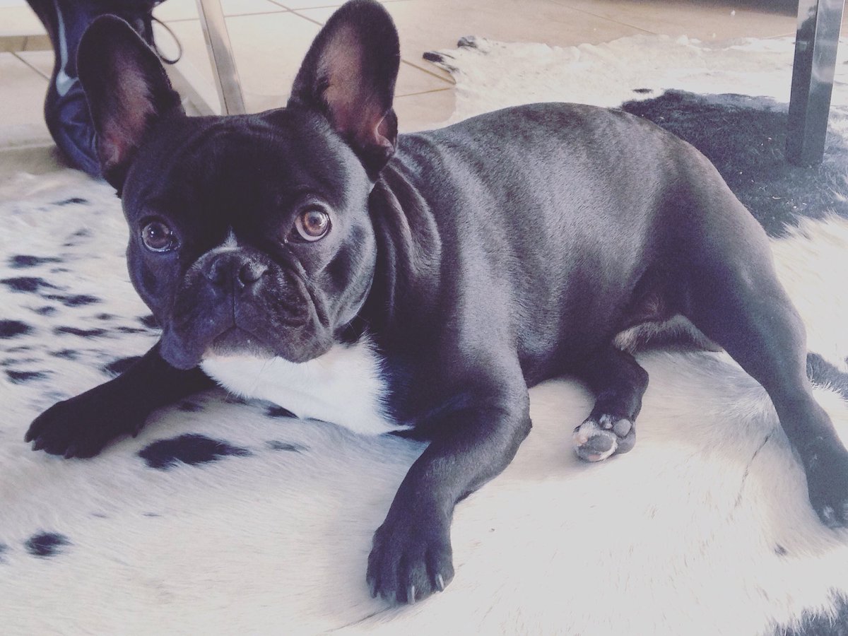 Frantz Hernandez tweet media