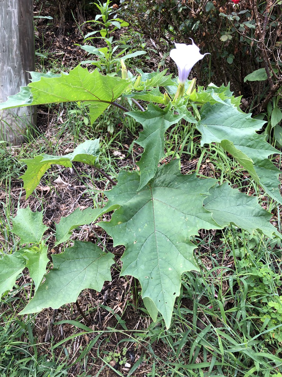 BooneGinja's tweet image. Alright gardening folks, anyone know what this is? It popped up near the landlord’s rose bushes and a friend says it’s poisonous is eaten, so please tell me I’ve got belladonna or something growing so I can freak out dinner guests! #YesImWeird #wildflowers