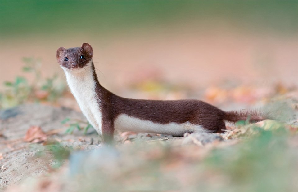 Least weasel-->Eurasian otter-->giant river otter