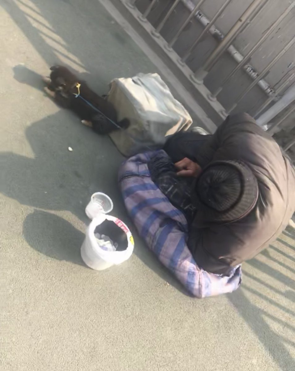 (7)Homeless people have puppies that they sell. There are secret puppy mills that they get them from for extremely cheap and they sell them on the street to get money. People feel bad for the puppy so it usually leads to more people giving them money too