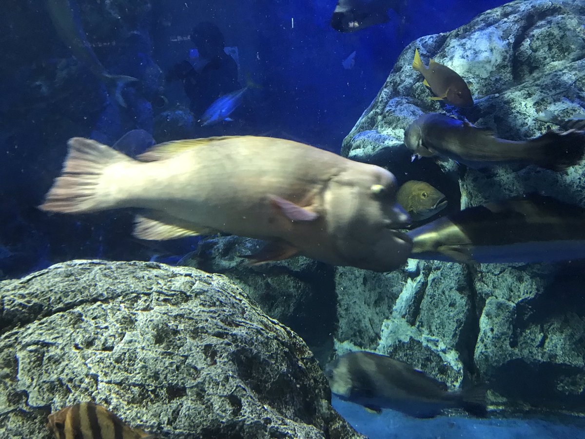 Z ゼータ クロス 特撮コレクター 1枚目 ピラルク 世界最大の淡水魚 2枚目 イグアナ ブースカはもともとこれだったらしい 3枚目 ワニガメ ガメラのモチーフ 4枚目 ヤドクガエル 綺麗な体色だが 皮膚に毒がある