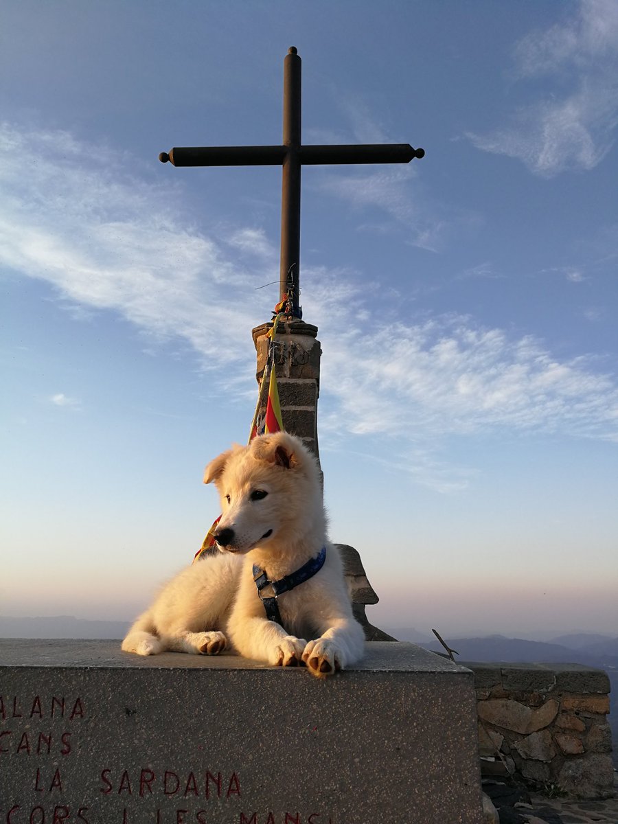 Primer Matagalls d en Maig! Amb 3 messos, un Killian dels gossos ja😅😅!! #BorderCollie #Matagalls #CorderCollie