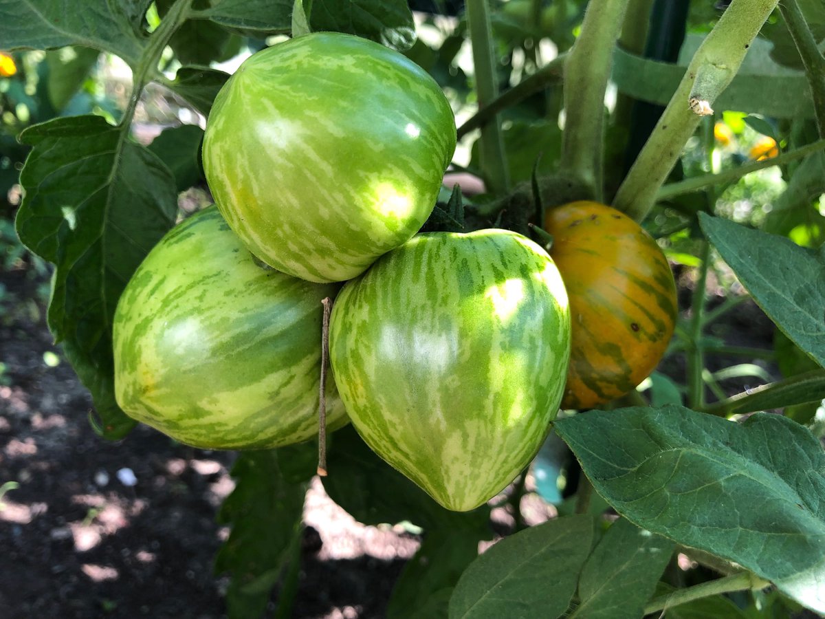 TradeOutLoud's tweet image. Picking up some amazingly sweet tomatoes from my garden for a salad 🥗 #MichiganSummer