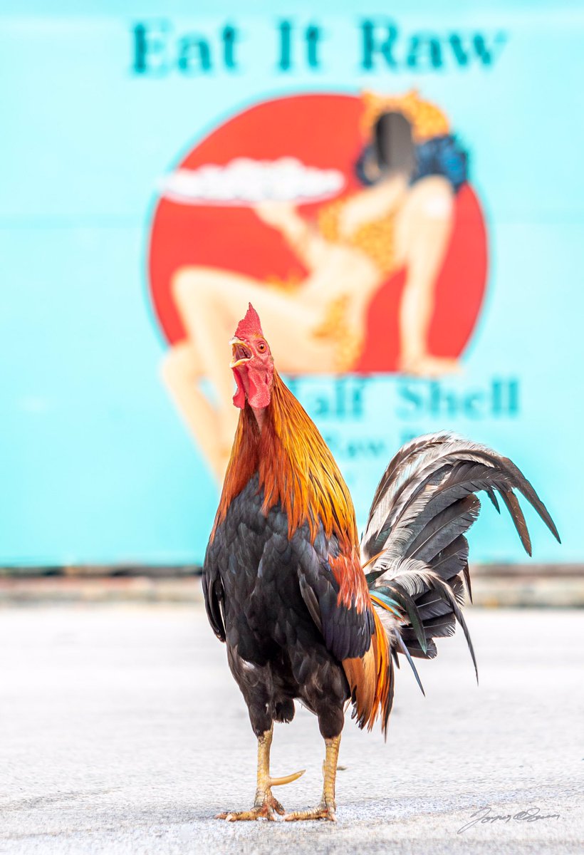 KWBaitandTackle's tweet photo. Chester at the Half Shell Raw Bar
A Key West Rooster
Shot in the Key West Bight parking lot in front of The Half Shell Ray Bar August 3, 2019
https://t.co/8jww3uVj2B
#HalfShellRawBar #KeyWestHistoricSeaport #KeyWestRooster https://t.co/x3FwJfmRhi