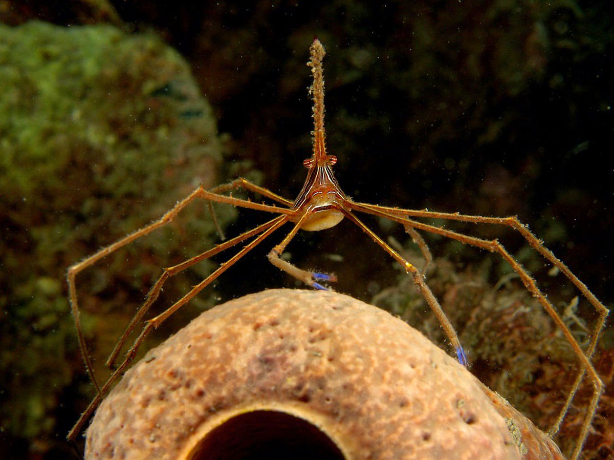 Arrowhead crab-->Japanese spider crab