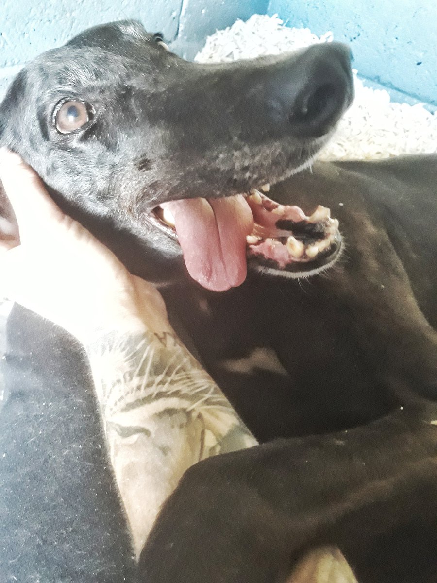 AnnelieseThomp's tweet photo. Our retired boy of two years, Callums Jet, cuddle monster by morning, handing out race day leaflets to the regulars and new punters by night, also raising £53.20 for The Greyhound Trust on his travels at @nottingham_dogs
❤🐶❤
#goodlookingdevil https://t.co/Nm2BiNpkIb