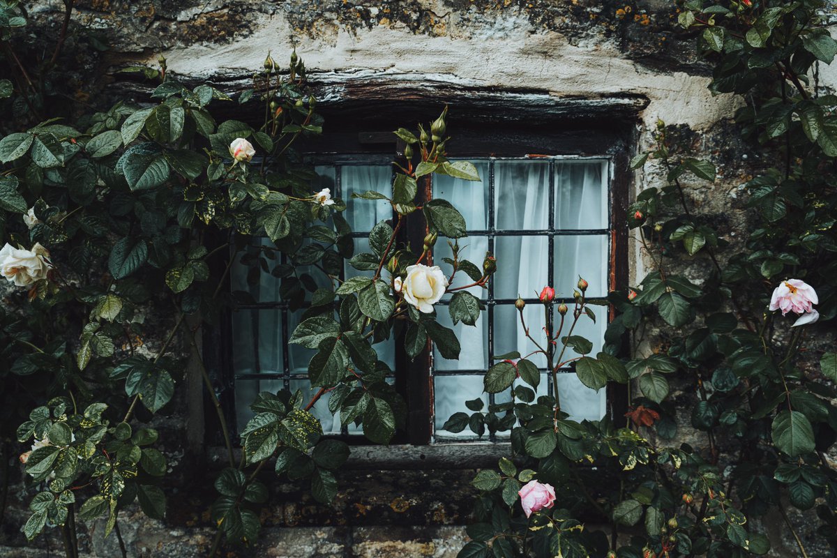 DanielCasson1's tweet photo. Village Life https://t.co/a8h2uxLUvn