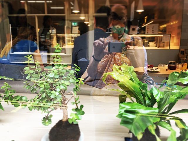 soshanau's tweet photo. π #kodekama and some lovely looking Japanese #patisserie too π @wacafelondon #wacafe #reflection #reflectionselfie #accidentalselfie #fern #birdsnestfern #aspleniumnidus #portulacariaafra #elephantbush #coventgarden #triptych of #windowshopping 2/3 https://t.co/8uFV9Et0bM