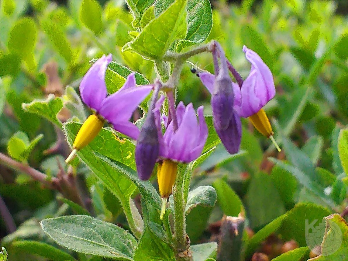 KentstepP's tweet image. Couple of randoms