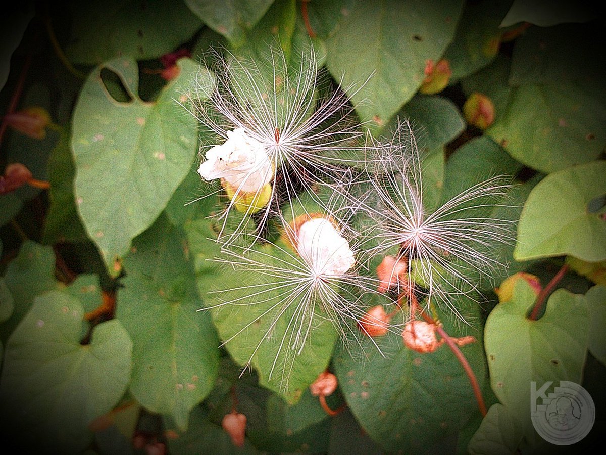 KentstepP's tweet image. Couple of randoms