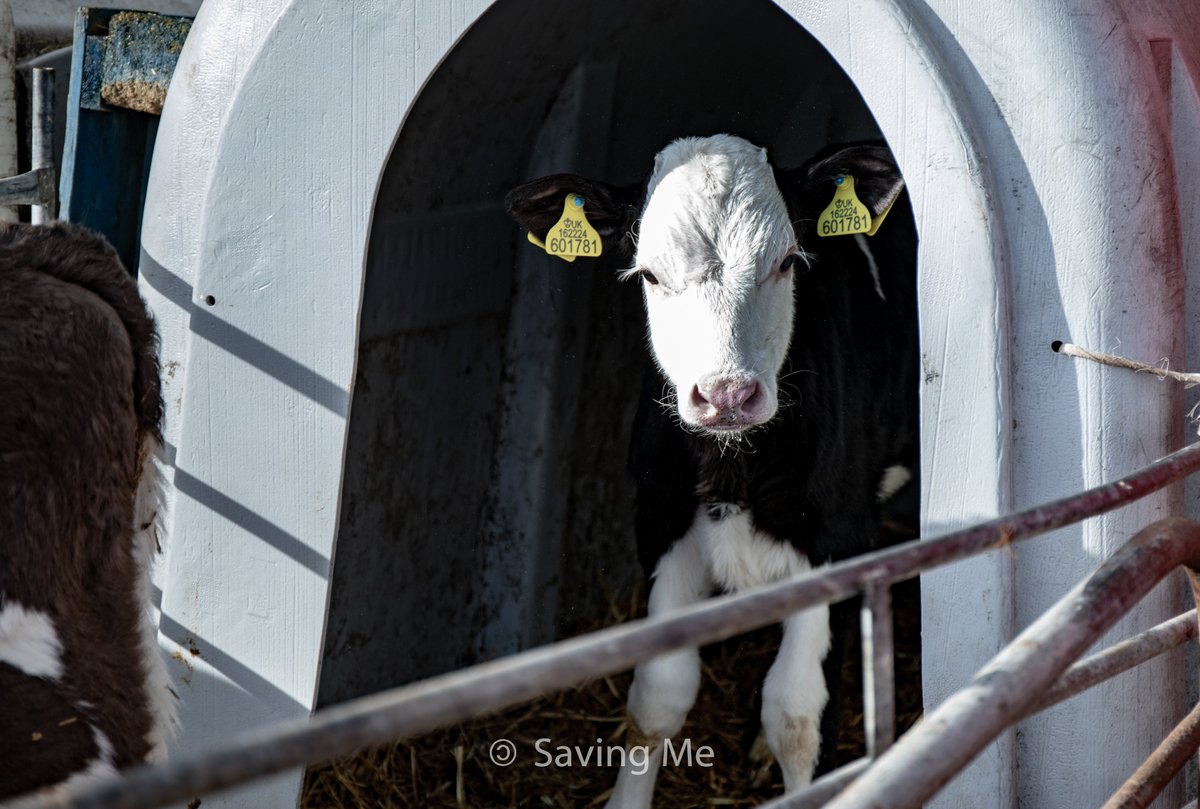 savingmevegan's tweet photo. Life’s too short, for ‘livestock’. https://t.co/wOudNNr5RN