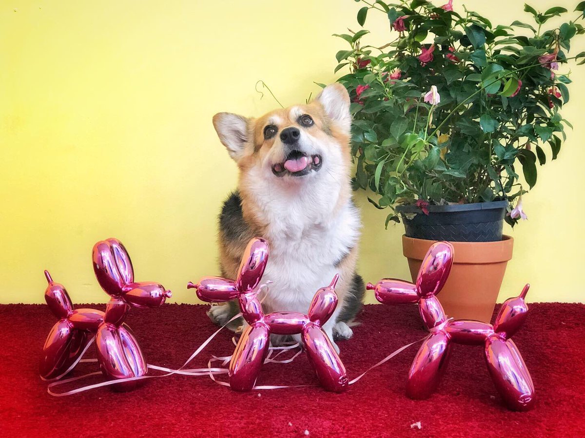 corgi_zero's tweet photo. Brb, just going out to walk my dogs...
#Dogception #Dogwalker https://t.co/JeJqJ87Yux
