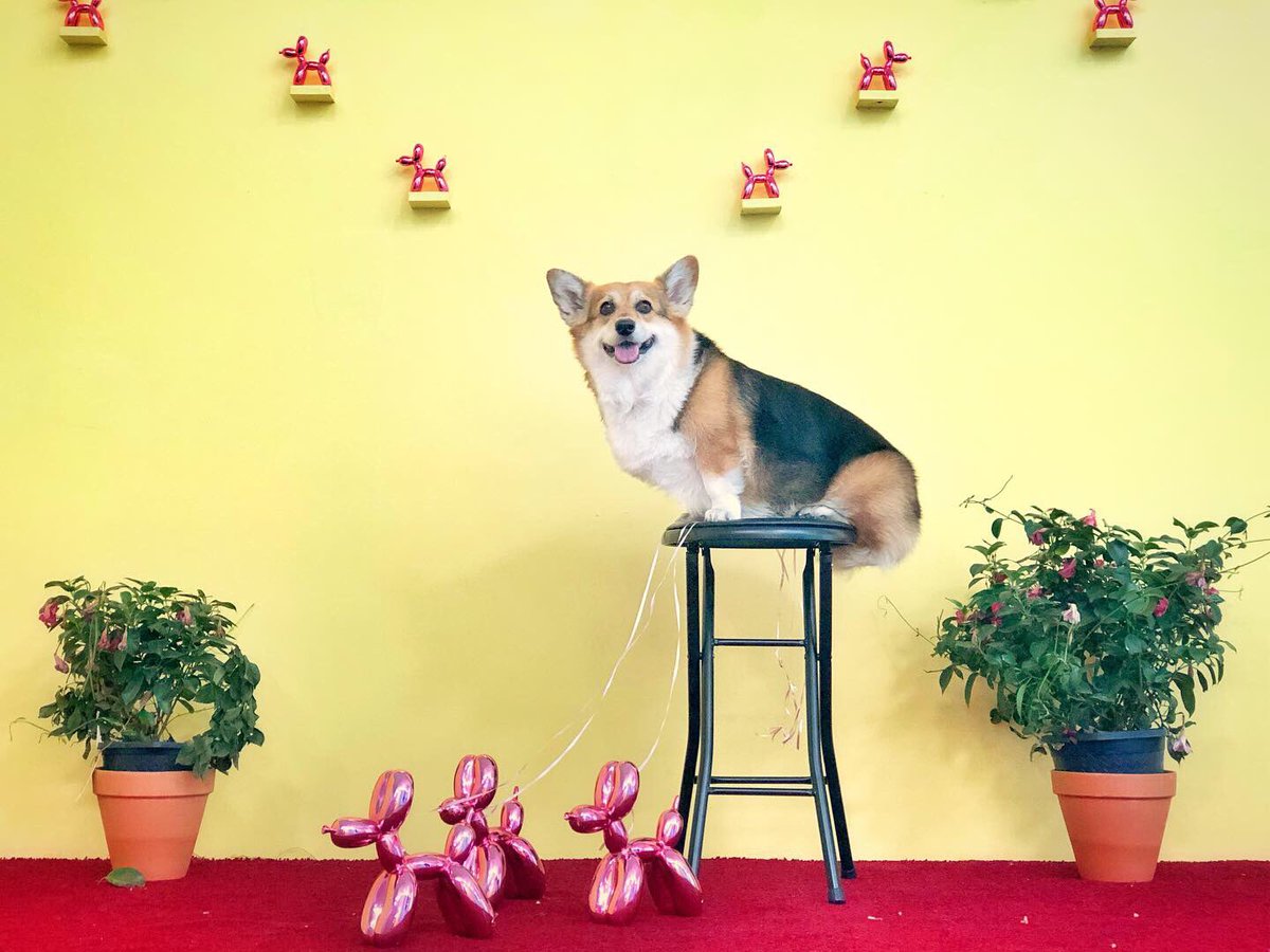 corgi_zero's tweet photo. Brb, just going out to walk my dogs...
#Dogception #Dogwalker https://t.co/JeJqJ87Yux
