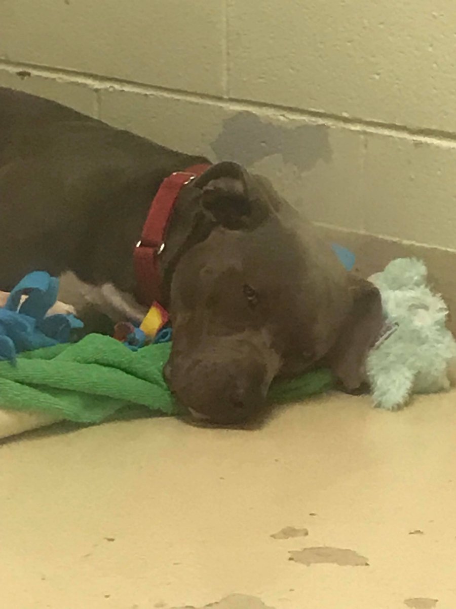 MooseChasers's tweet photo. This is Stark! He's a 13/10 good doggo. Currently at the @IndyHumane in Indianapolis, IN. He's a fun-loving goofball who loves people! Adopt him today! @dog_rates #RateGISHDogs https://t.co/oJeoLRSP8O