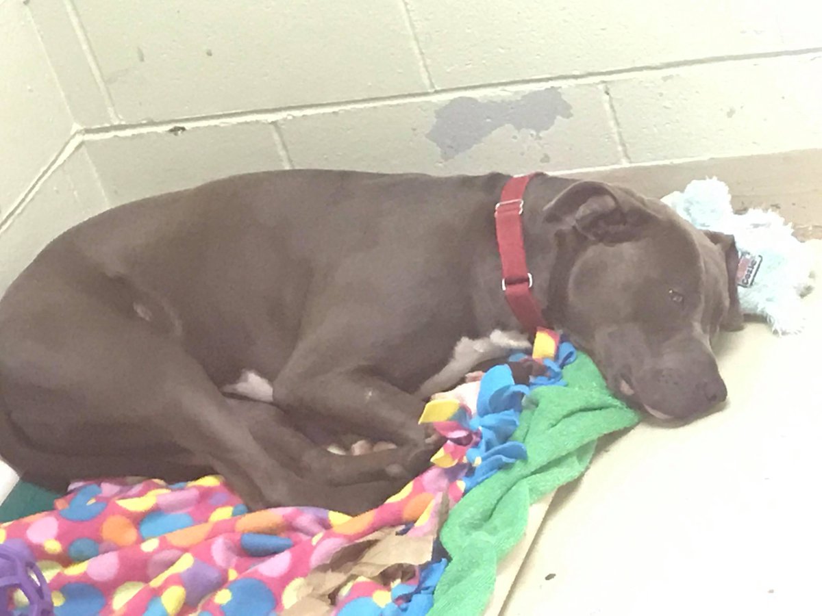 MooseChasers's tweet photo. This is Stark! He's a 13/10 good doggo. Currently at the @IndyHumane in Indianapolis, IN. He's a fun-loving goofball who loves people! Adopt him today! @dog_rates #RateGISHDogs https://t.co/oJeoLRSP8O