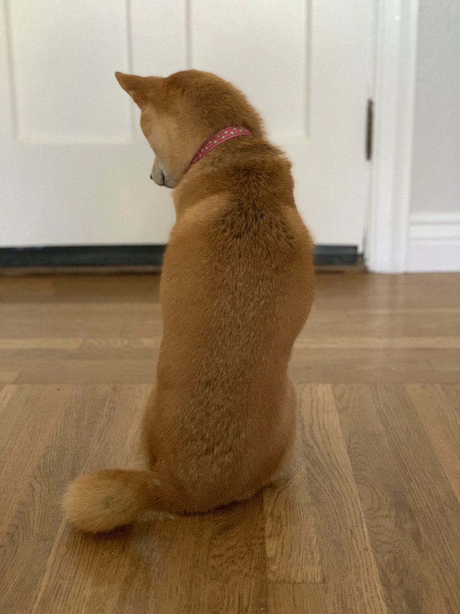 Move to a new house with big, beautiful backyard...

Goldendoodle: “MY HUMANS ARE THE BEST.”

Shiba: “I still hate everything.”