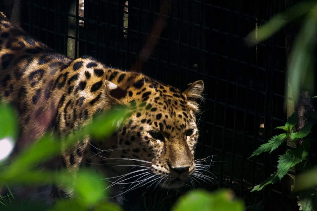 Trixie4795's tweet photo. Amur Leopard (Panthera pardus orientalis) 
#nikonD3100
#wildlifephotography 
#FirstTweetinyears https://t.co/tUyjxFsZHk