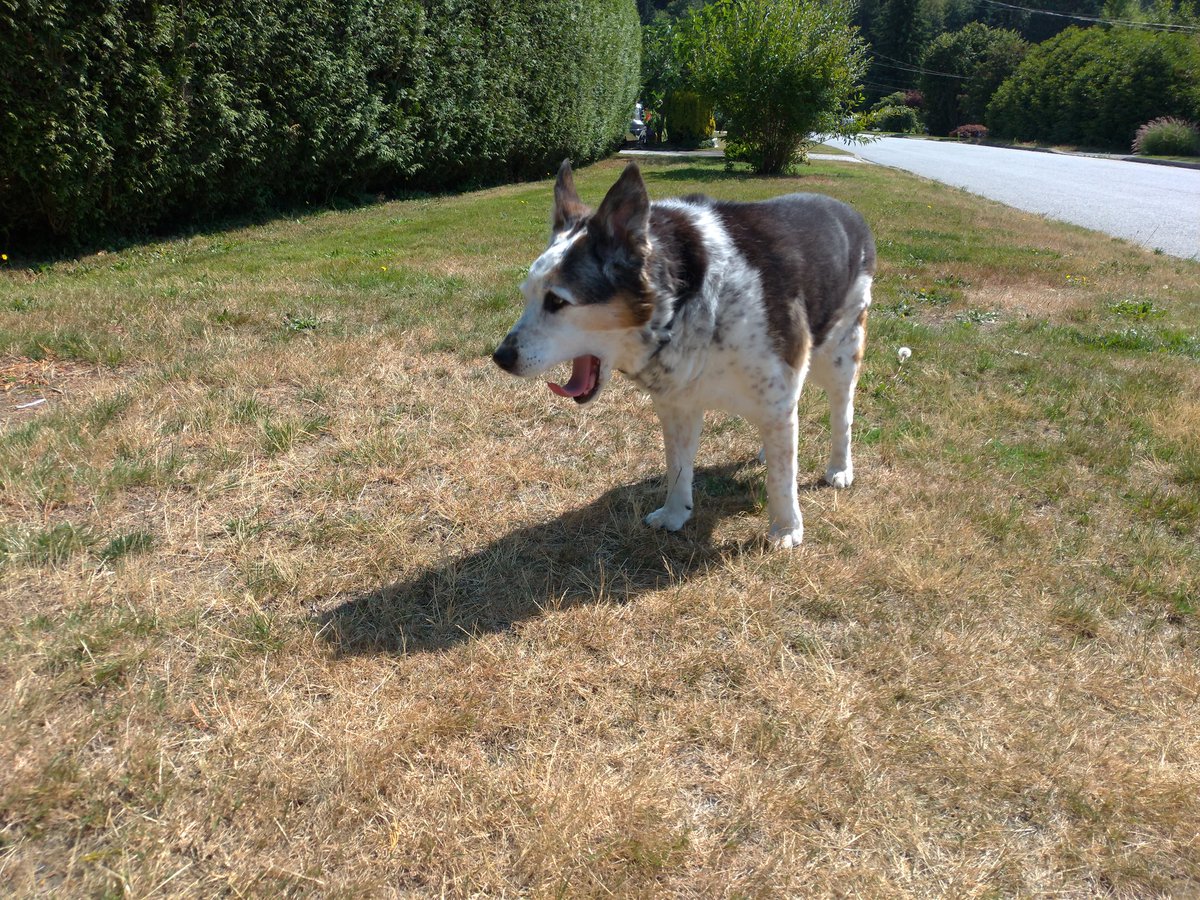 OldHandsome's tweet photo. Morning yawn https://t.co/rOShlyRJ8n