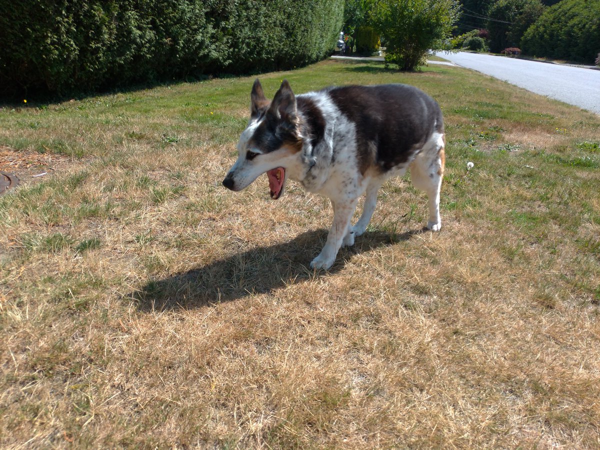 OldHandsome's tweet photo. Morning yawn https://t.co/rOShlyRJ8n